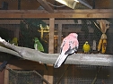 Ziergefl&uuml;gelausstellung (Foto: Karl-Heinz Herrmann)