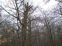 Am Ententeich im Kyffh&auml;userwald (Foto: Forstamt Oldisleben)