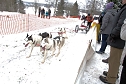 Schlittenhunderennen in Benneckenstein (Foto: Karin Lehmann)