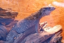 Welt der Reptilien in der Wiedingsburghalle (Foto: nnz-City Scout: Sven Gämkow) Welt der Reptilien in der Wiedingsburghalle (Foto: nnz-City Scout: Sven Gämkow)