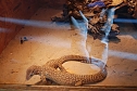 Welt der Reptilien in der Wiedingsburghalle (Foto: nnz-City Scout: Sven Gämkow) Welt der Reptilien in der Wiedingsburghalle (Foto: nnz-City Scout: Sven Gämkow)