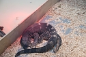 Welt der Reptilien in der Wiedingsburghalle (Foto: nnz-City Scout: Sven Gämkow) Welt der Reptilien in der Wiedingsburghalle (Foto: nnz-City Scout: Sven Gämkow)