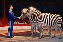Circus Rolina gastiert in Nordhausen  (Foto: nnz-City Scout: Sven G&auml;mkow)