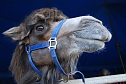 Circus Rolina gastiert in Nordhausen  (Foto: nnz-City Scout: Sven G&auml;mkow)