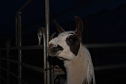 Circus Rolina gastiert in Nordhausen  (Foto: nnz-City Scout: Sven G&auml;mkow)