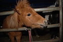 Circus Rolina gastiert in Nordhausen  (Foto: nnz-City Scout: Sven G&auml;mkow)