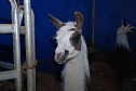 Circus Rolina gastiert in Nordhausen  (Foto: nnz-City Scout: Sven G&auml;mkow)