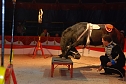 Circus Rolina gastiert in Nordhausen  (Foto: nnz-City Scout: Sven G&auml;mkow)