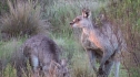Grausame Jagd auf K&auml;ngurus (Foto: Greg Keightley)