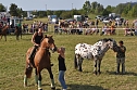 Kampf der Giganten Sundhausen (Foto: nnz-City Scout: Sven G&auml;mkow)