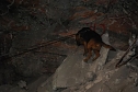 Salzstaub gesch&uuml;ffelt (Foto: T. Soszynski)