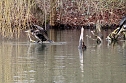 Kormorane in Nordhausen im Stadtpark (Foto: Eva Maria Wiegand) Kormorane in Nordhausen im Stadtpark (Foto: Eva Maria Wiegand)