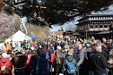 Impressionen vom Kirschbl&uuml;tenfest 2022 (Foto: oas)