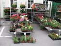 Blumen und mehr (Foto: P. Blei)