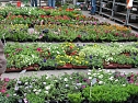 Blumen und mehr (Foto: P. Blei)
