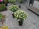 Blumen und mehr (Foto: P. Blei)
