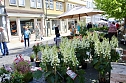 Grünes Innenstadtfest Bad Langensalza (Foto: Eva Maria Wiegand) Grünes Innenstadtfest Bad Langensalza (Foto: Eva Maria Wiegand)