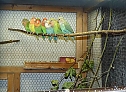 Vogelausstellung in Sondershausen (Foto: Karl-Heinz Herrmann)