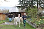 Bild: Alina Kroll bietet mit ihren Unstrut-Lamas Wanderungen f&uuml;r Jung und Alt an (Foto: Eva Maria Wiegand)