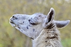 Bild: Unstrut-Lamas in Herbsleben (Foto: Eva Maria Wiegand)