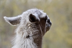Bild: Unstrut-Lamas in Herbsleben (Foto: Eva Maria Wiegand)
