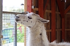 Bild: Unstrut-Lamas in Herbsleben (Foto: Eva Maria Wiegand)
