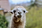Bild: Unstrut-Lamas in Herbsleben (Foto: Eva Maria Wiegand)