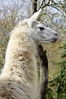 Bild: Unstrut-Lamas in Herbsleben (Foto: Eva Maria Wiegand)