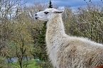 Bild: Unstrut-Lamas in Herbsleben (Foto: Eva Maria Wiegand)