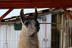 Bild: Unstrut-Lamas in Herbsleben (Foto: Eva Maria Wiegand)