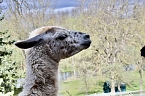 Bild: Unstrut-Lamas in Herbsleben (Foto: Eva Maria Wiegand)