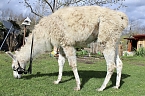 Bild: Unstrut-Lamas in Herbsleben (Foto: Eva Maria Wiegand)