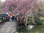 Hanami im Japanischen Garten Bad Langensalza (Foto: oas)