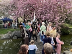 Hanami im Japanischen Garten Bad Langensalza (Foto: oas)