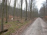 Fundort dicht am Wege (Foto: Karl-Heinz Herrmann) Fundort dicht am Wege (Foto: Karl-Heinz Herrmann)