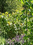 Kr&auml;utergarten (Foto: Archiv Kulturland Hainleite e.V.)