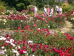 105 Jahre Europa-Rosarium (Foto: Klaus Henze, Artern)