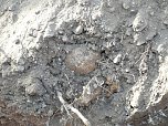Auch Totensch&auml;del wurden freigelegt (Foto: nnz)