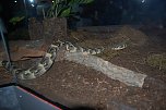 Nanderwanderung im  Nordh&auml;user Zoo nnz-City Scout on Tour (Foto: Sven G&auml;mkow)