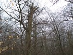Am Ententeich im Kyffh&auml;userwald (Foto: Forstamt Oldisleben)