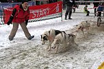 Schlittenhunderennen in Benneckenstein (Foto: Karin Lehmann)