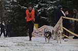 Schlittenhunderennen in Benneckenstein (Foto: Karin Lehmann)