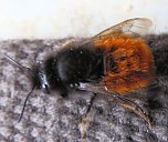 Besuch eines Fr&uuml;hlingsboten: Steinhummel (Foto: Peter Blei)