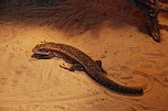 Welt der Reptilien in der Wiedingsburghalle (Foto: nnz-City Scout: Sven G&auml;mkow)
