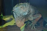 Welt der Reptilien in der Wiedingsburghalle (Foto: nnz-City Scout: Sven G&auml;mkow)