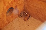 Welt der Reptilien in der Wiedingsburghalle (Foto: nnz-City Scout: Sven G&auml;mkow)