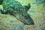 Welt der Reptilien in der Wiedingsburghalle (Foto: nnz-City Scout: Sven G&auml;mkow)