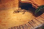 Welt der Reptilien in der Wiedingsburghalle (Foto: nnz-City Scout: Sven G&auml;mkow)