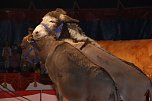 Circus Rolina gastiert in Nordhausen  (Foto: nnz-City Scout: Sven G&auml;mkow)