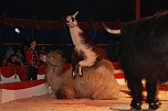 Circus Rolina gastiert in Nordhausen  (Foto: nnz-City Scout: Sven G&auml;mkow)